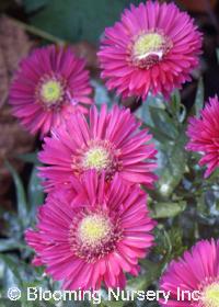 Aster dumosus 'Jenny'                        